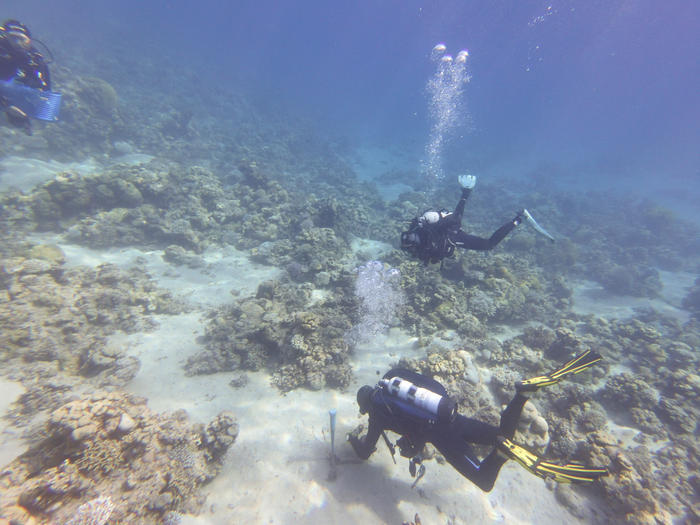 Gulf of Aqaba research divers