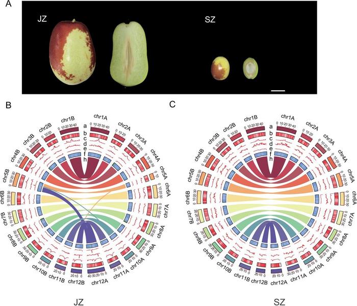 Assembly and genomic features of Z. jujuba Mill. ‘Junzao’ (JZ) and a wild jujube accession (SZ).