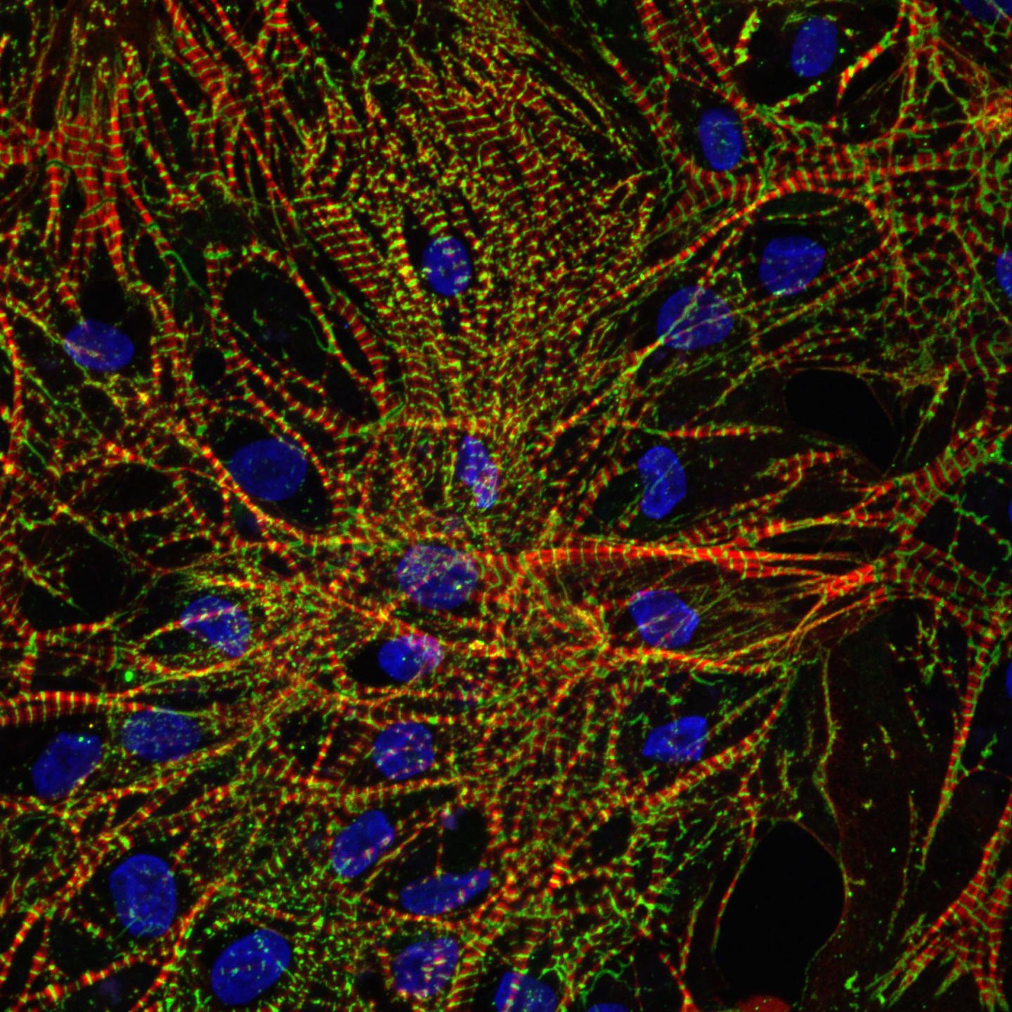 Immunofluorescence Imaging of [IMAGE] EurekAlert! Science News Releases