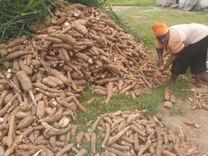 Aston University to find greener method of processing Ghana’s staple crop