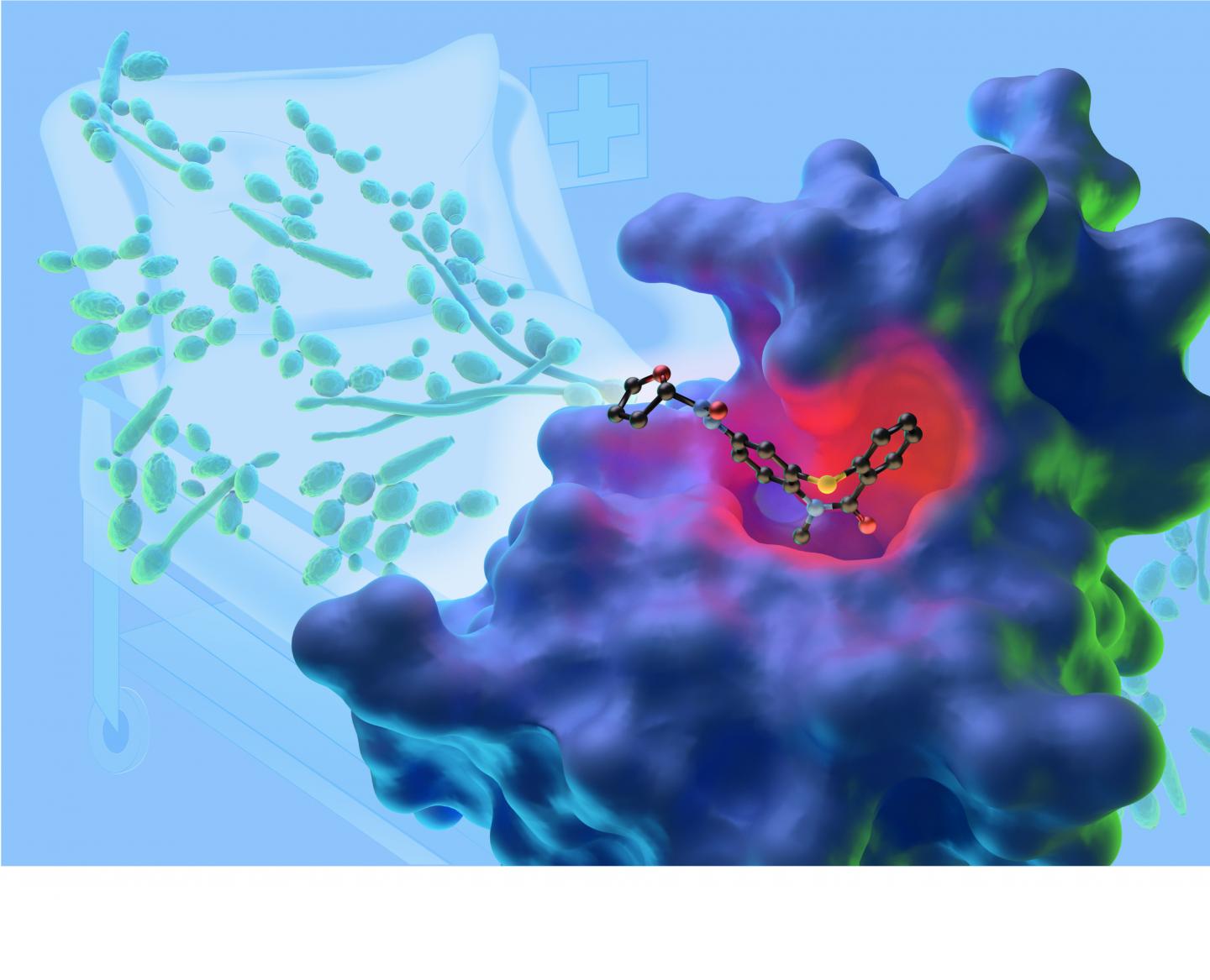 Stopping <em>Candida albicans</em>