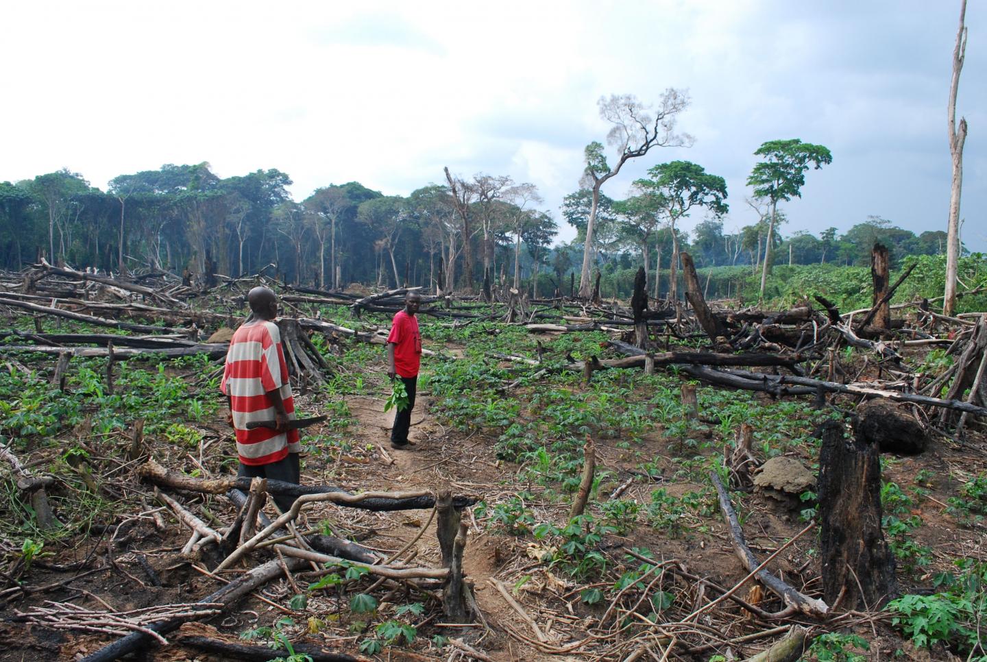 A recently burnt-down patch of forest in the vicinity of Yangambi in the central Congo Basin. In the background is the edge of the primary forest. The owner has planted a range of crops, including cassava and maize.