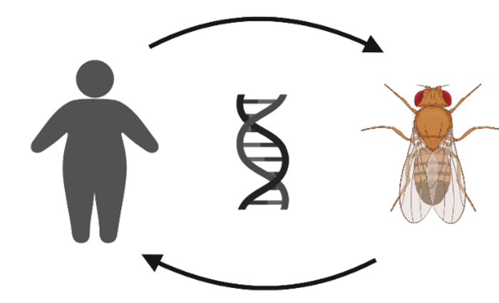 Hunting for human obesity genes in fat fruit flies