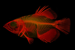 Stained skeleton of the Clouded archerfish