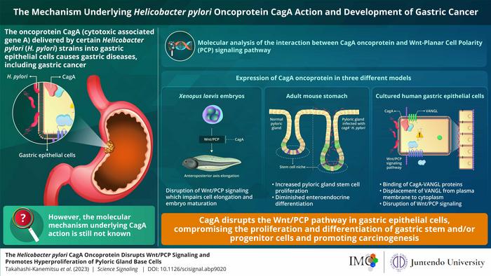 The Mechanism Underlying Helicobacter pylori Oncoprotein CagA Action and Development of Gastric Cancer