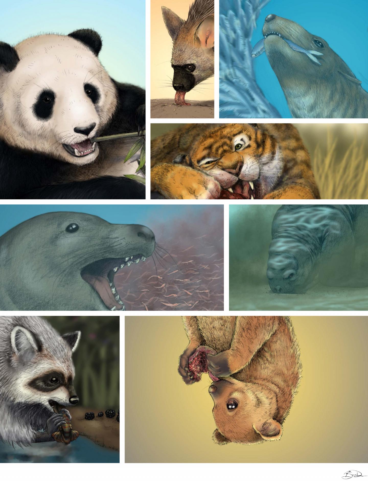 Carnivoran Composite