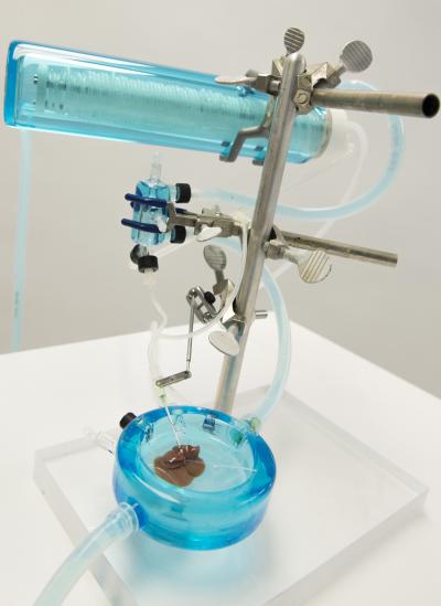 Machine Perfusion to Preserve Rat Liver