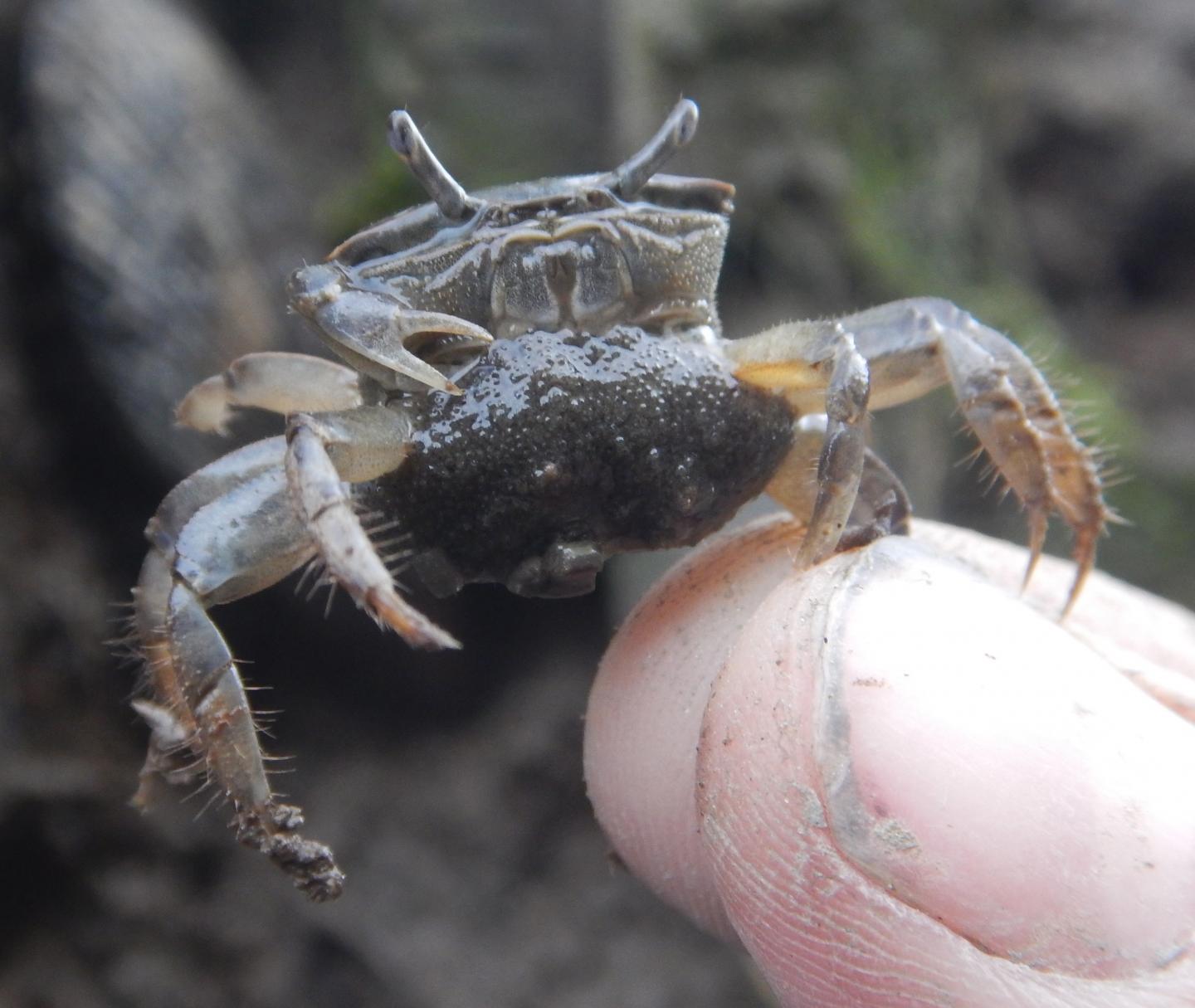 Female Fiddler Crab Bearing Eggs