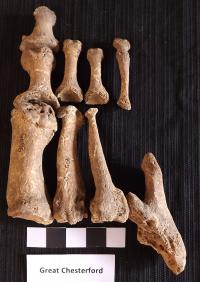 Foot Bones of Great Chesterford Skeleton