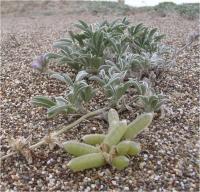 Tidestrom's Lupine, an Endangered Native Plant