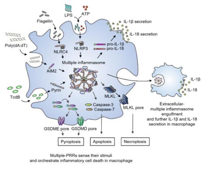 The Formation of Panoptosomes and Inflammatory Apoptosis Following the Injection of Four Pathogen-Related Patterns