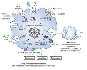 The Formation of Panoptosomes and Inflammatory Apoptosis Following the Injection of Four Pathogen-Related Patterns