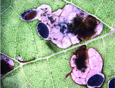 <I>Antispila oinophylla</I> in Wine Leaf