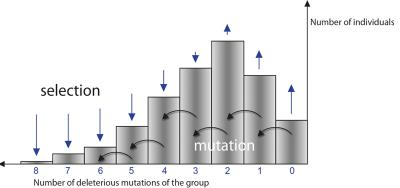 Diagram Selection: Mutations