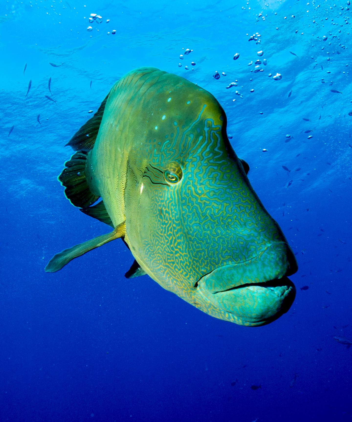 Napoleon Wrasse