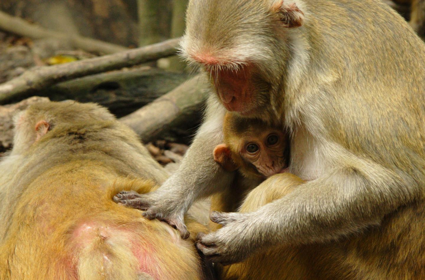 Grooming Rhesus monkeys