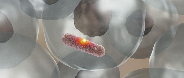 Enzyme MPO Kills Bacteria