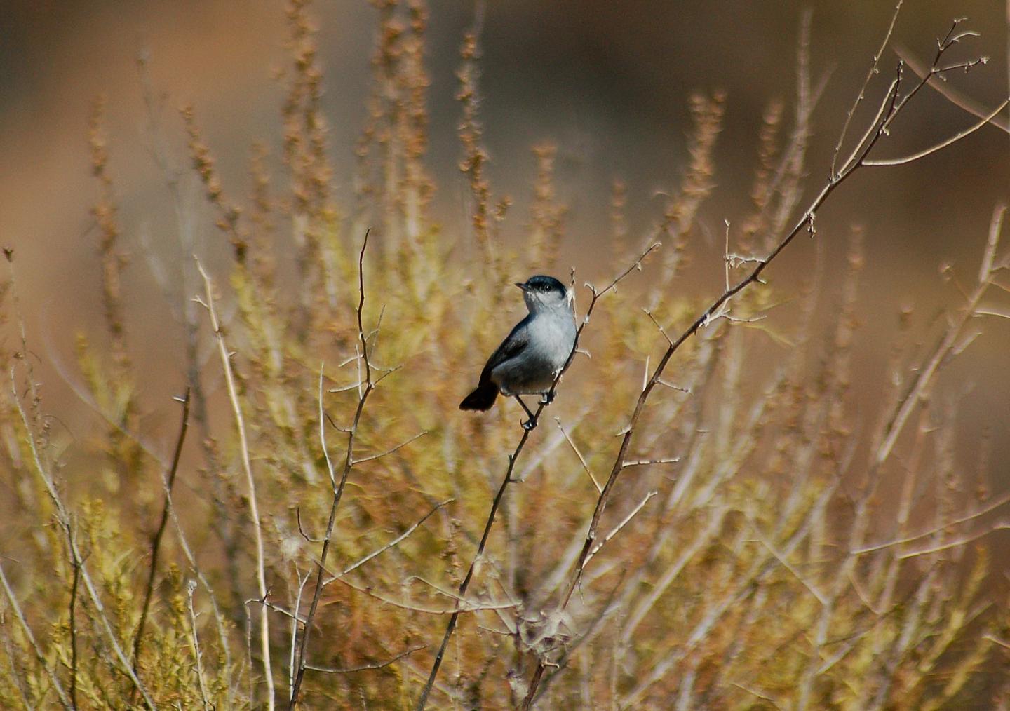 California Gnatcatcher