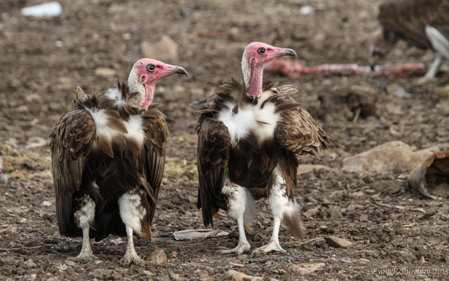 Critically Endangered Hooded Vultures in Ethiopia