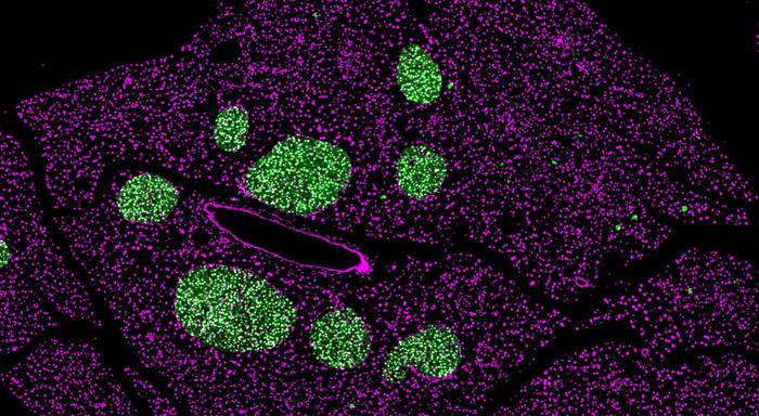 Beta cells of a mature mice