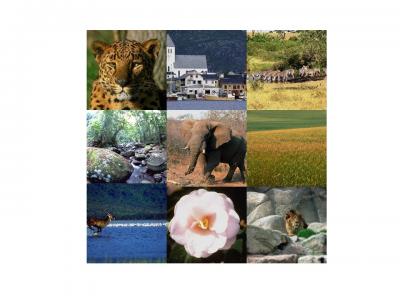 Animal/Nonanimal Categories