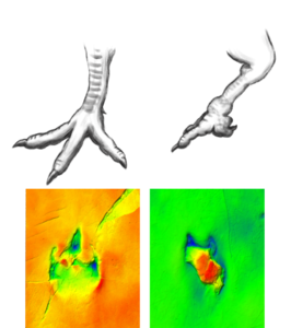 Plausible reconstruction of the theropod foot deformity.