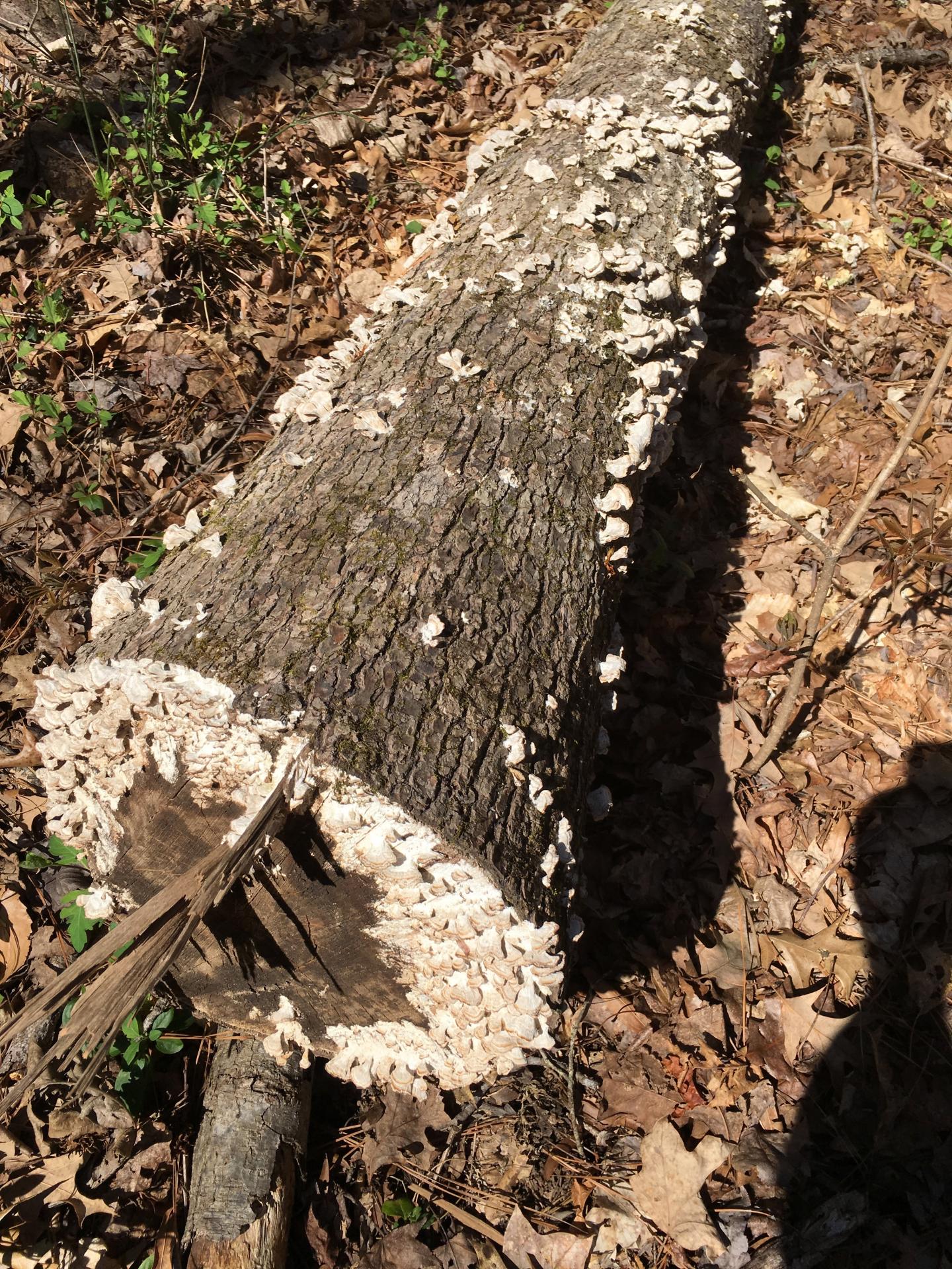 White Rot Fungi