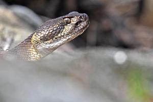 Western Rattlesnake