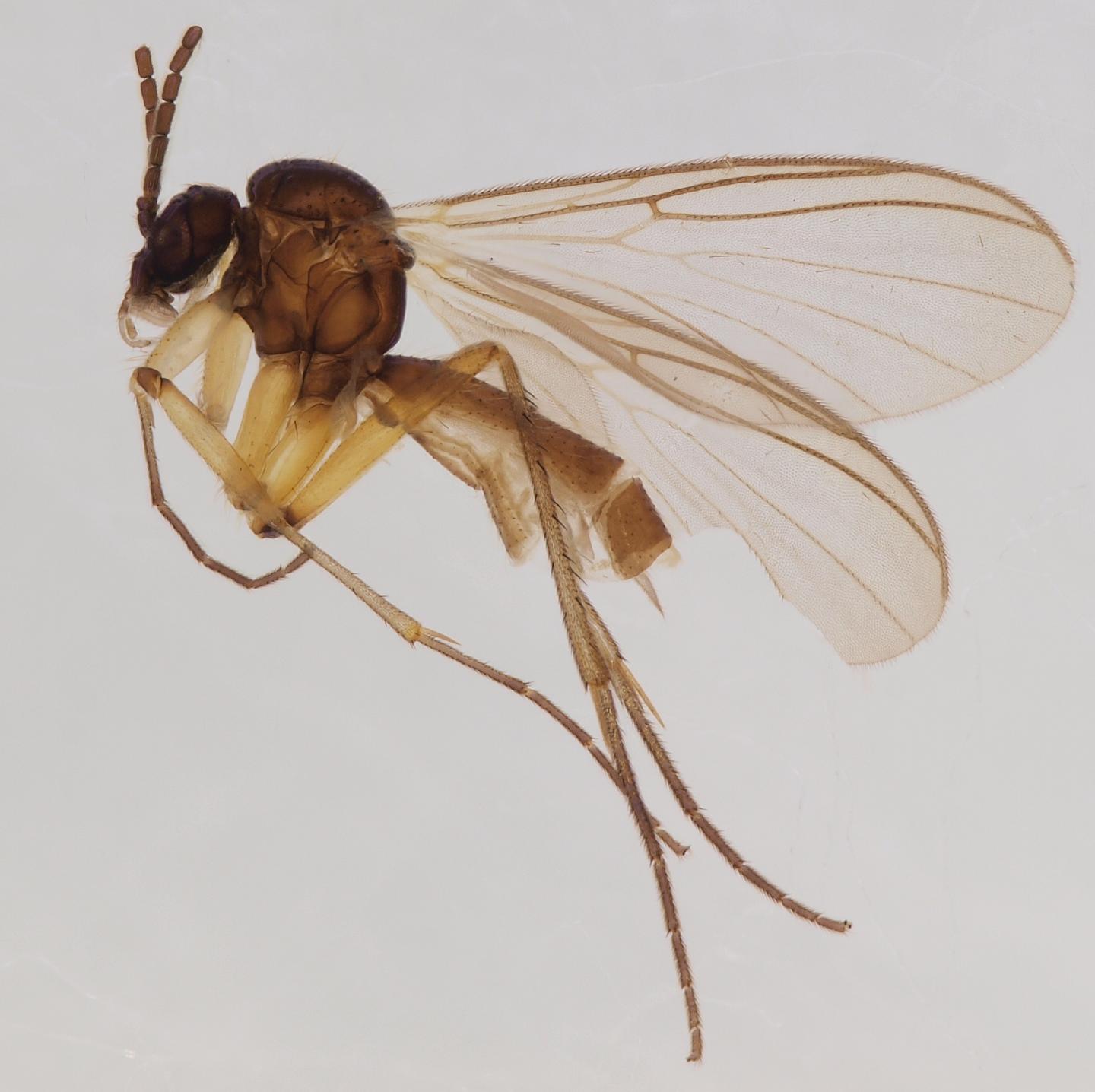 The Tip Of An Iceberg: Four New Fungus Gnat Species From The Scandinavian North (1/2)