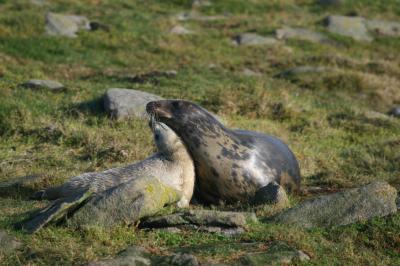 Grey Seal Mother and Pup 'Playing'