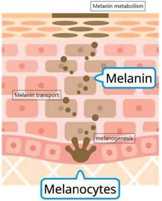 Fig. 1. Mechanism of melanin formation