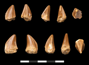 Teeth of Stelladens mysteriosus