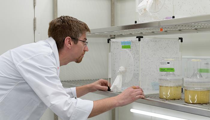 Dr Maciej Maselko in insect containment laboratory, Macquarie University