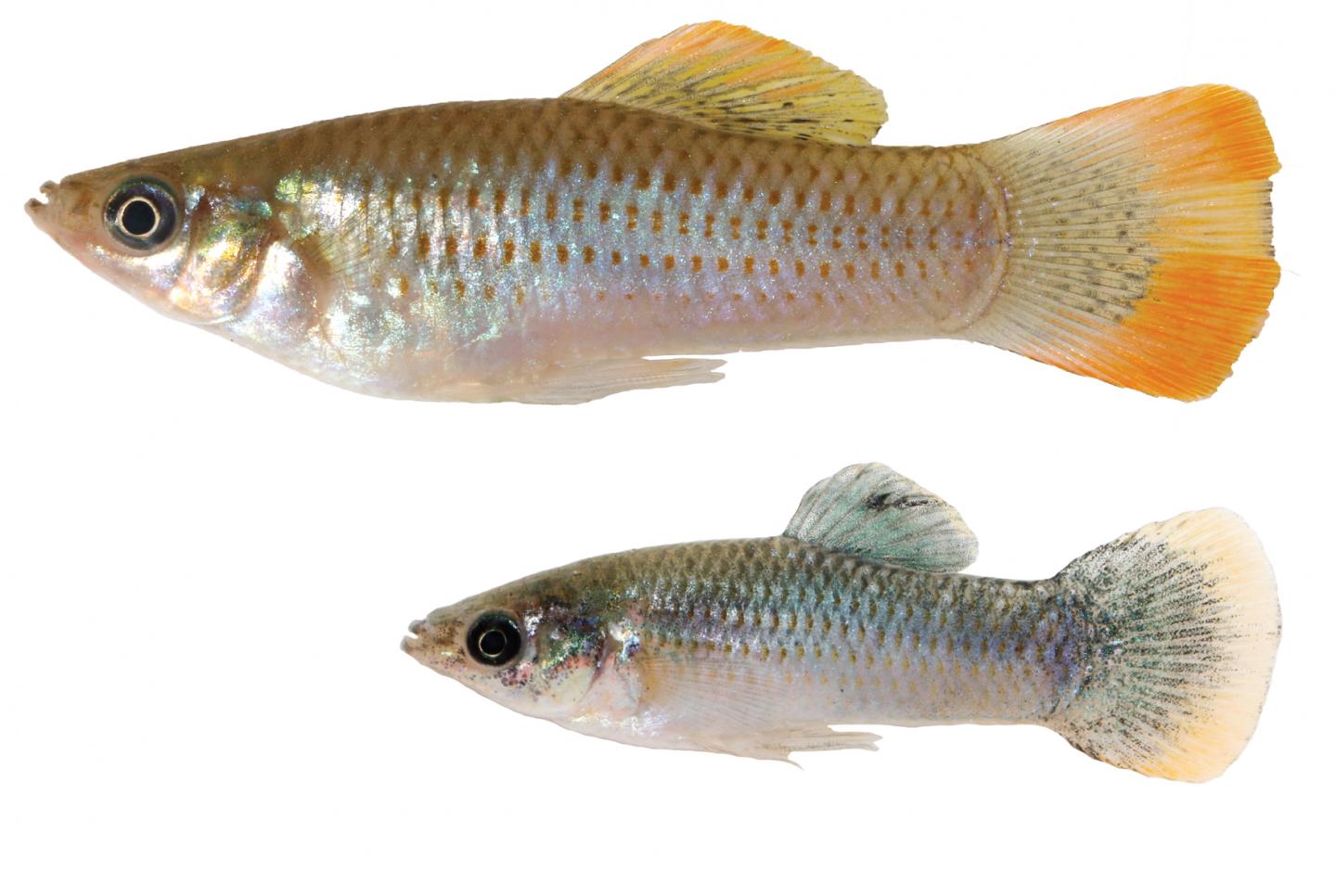 Poecilia mexicana fish