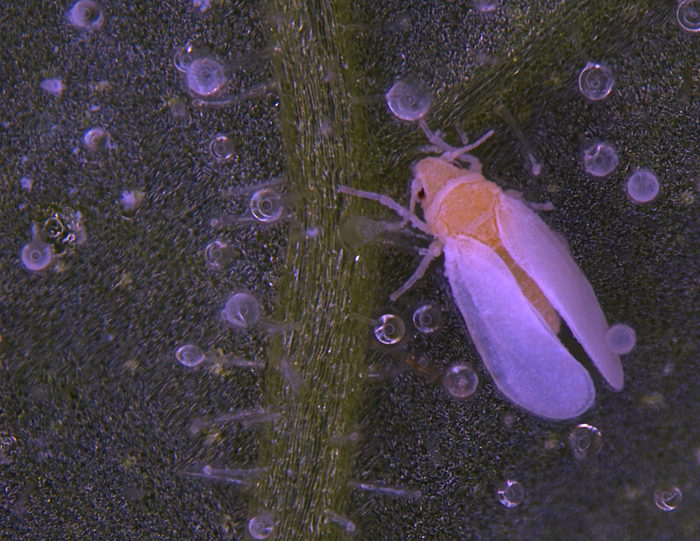 Whitefly2