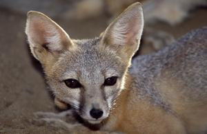 San Joaquin kit fox