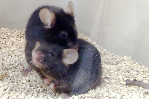 Mice grooming