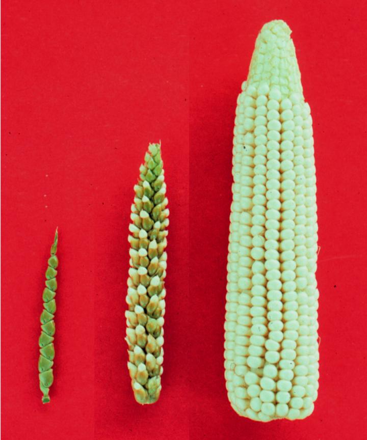 Teosinte, Corn, and Hybrid