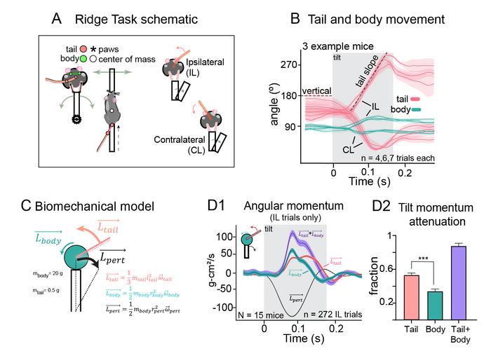 Tracking and modeling mouse movements during platform walking task