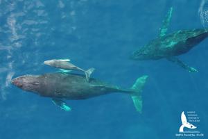 Young humpback whale calf and two adults whales