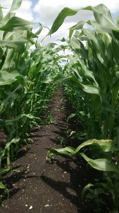 Maize production on peatland