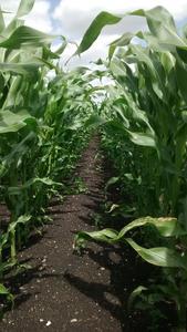 Maize production on peatland