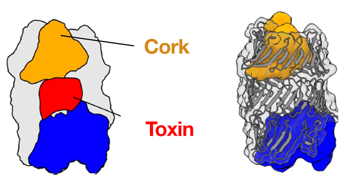 3D structure of the Pseudomonas protegens RhsA effector