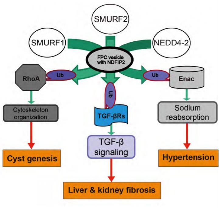 Figure 1. Visualization of Findings