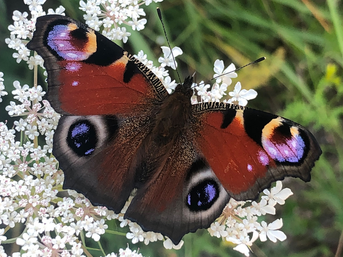 peacock butterfly