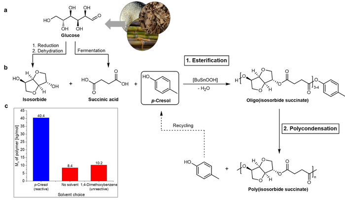 Synthesis of high molecular weight poly(isosorbide succinate) with an aryl alcohol