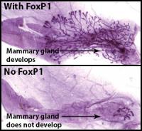 The Impact of FoxP1 on Mammary Gland Development