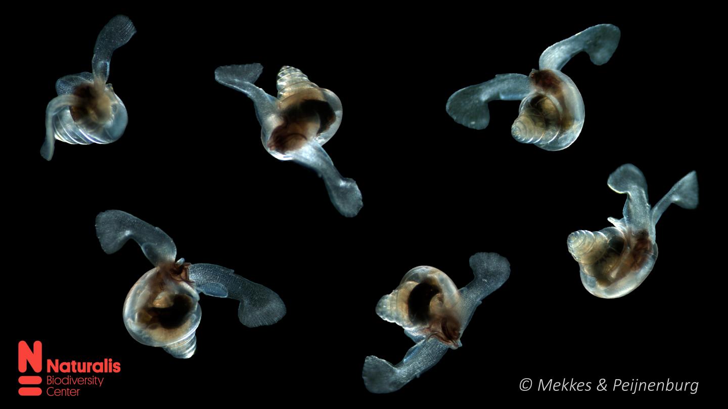 Sea butterflies "Limacina retroversa".