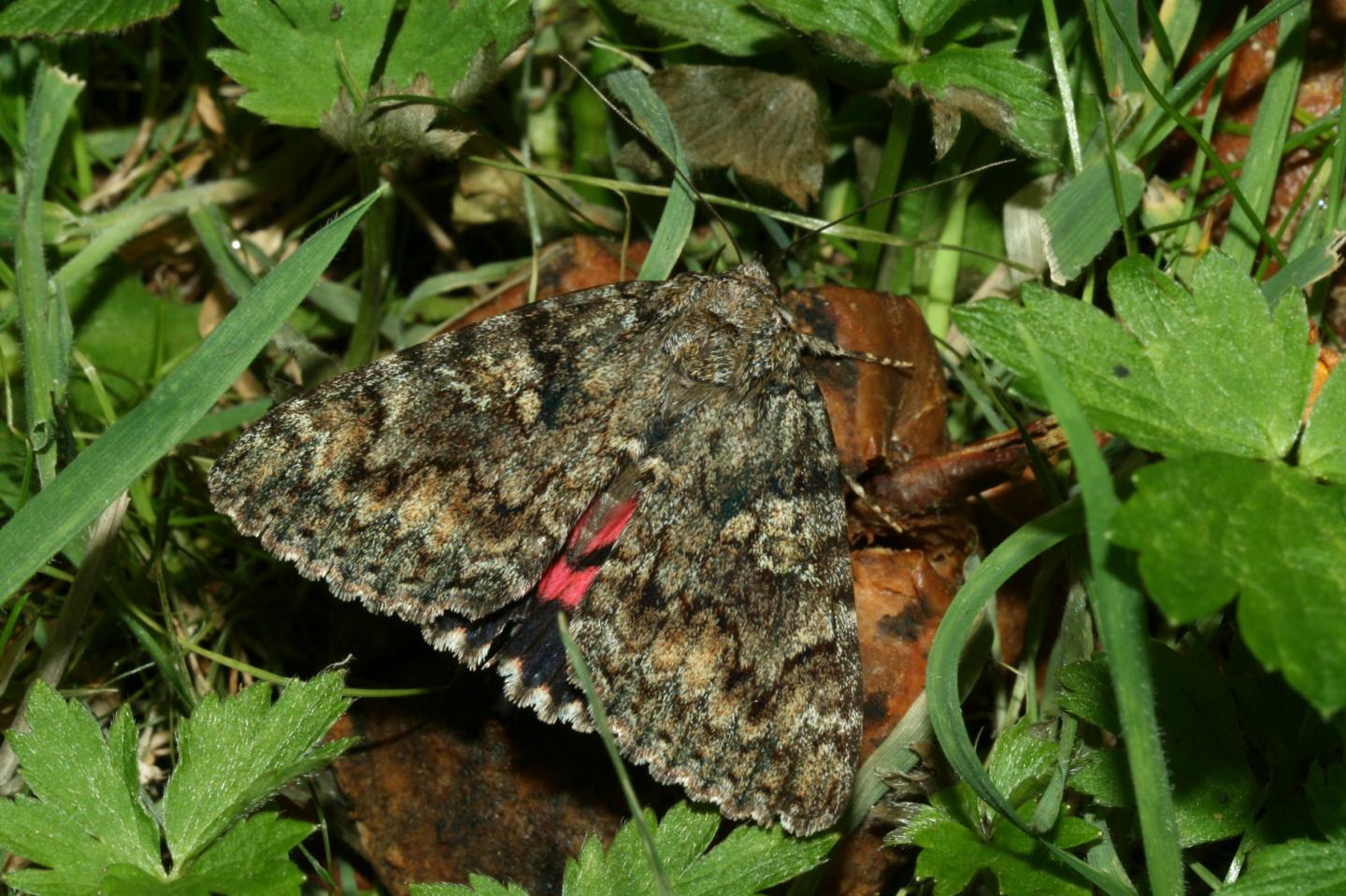 <em>Catocala nupta</em>