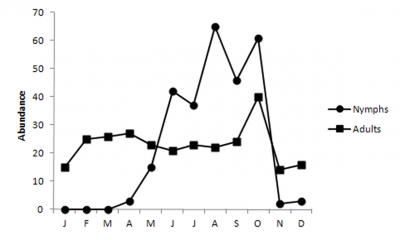 <i>Nezara viridula</i> (2 of 2)